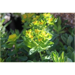 nasiona Wilczomlecz pstry szt.10 Flxx128