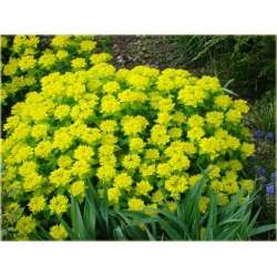 nasiona Wilczomlecz pstry szt.10 Flxx128