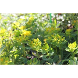 nasiona Wilczomlecz pstry szt.10 Flxx128