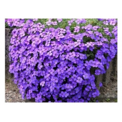 nasiona Żagwin ogrodowy Campbbelli szt.10 Flxx95