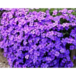 nasiona Żagwin ogrodowy Campbbelli szt.10 Flxx95