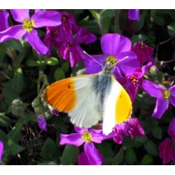 nasiona Żagwin ogrodowy Campbbelli szt.10 Flxx95