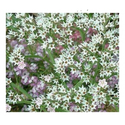 nasiona Zatrwian tartarski, goniolimon szt.10 Flxx7