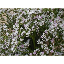 nasiona Zatrwian tartar, goniolimon szt.10 Flxx7