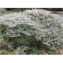 nasiona Zatrwian tartar, goniolimon szt.10 Flxx7