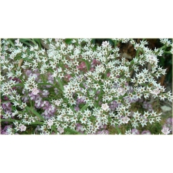 nasiona Zatrwian tartar, goniolimon szt.10 Flxx7