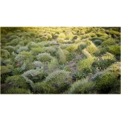 nasiona Zatrwian tartar, goniolimon szt.10 Flxx7