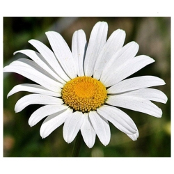 nasiona Złocień wielki Alaska szt.10 Flxx2