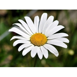 nasiona Złocień wielki Alaska szt.10 Flxx2