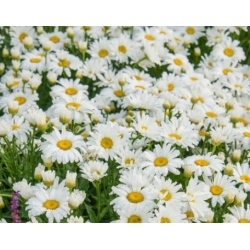 nasiona Złocień wielki Alaska szt.10 Flxx2