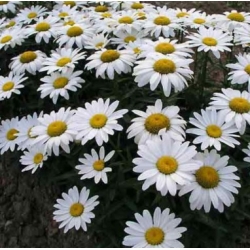 nasiona Złocień wielki Alaska szt.10 Flxx2