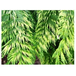 nasiona Żywotnik olbrzymi szt.10 Flxx76