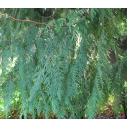 nasiona Żywotnik olbrzymi szt.10 Flxx76