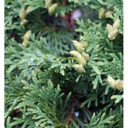 nasiona Żywotnik olbrzymi szt.10 Flxx76