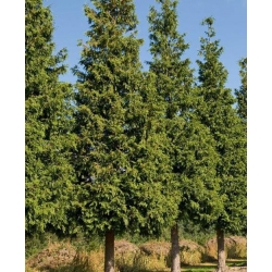 nasiona Żywotnik olbrzymi szt.10 Flxx76