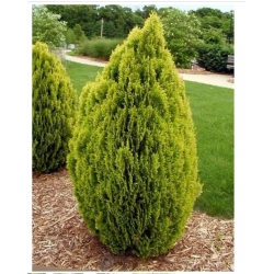 nasiona Żywotnik wschodni Compacta szt.5 Flxx75