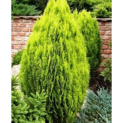 nasiona Żywotnik wschodni Compacta szt.5 Flxx75