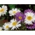 nasiona Aster alpejski szt.10 Flxx98