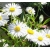 nasiona Aster alpejski szt.10 Flxx98