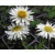 nasiona Aster alpejski szt.10 Flxx98