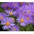 nasiona Aster gawędka szt.10 Flxx99