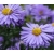 nasiona Aster gawędka szt.10 Flxx99