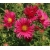 nasiona Aster nowoangielski szt.10 Flxx100