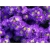 nasiona Aster nowobelgijski szt.10 Flxx123
