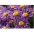 nasiona Aster tongolski szt.10 Flxx107