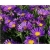 nasiona Aster tongolski szt.10 Flxx107