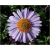 nasiona Aster tongolski szt.10 Flxx107