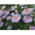 nasiona Aster tongolski szt.10 Flxx107