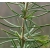 nasiona Cedr libański szt.5 Flxx37