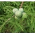 nasiona Cypryśnik błotny szt.5 Flxx73