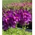 nasiona Dziewanna fioletowa szt.10 Flxx8