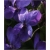 nasiona Fiołek rogaty niebieski szt.10 Flxx6