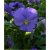 nasiona Fiołek rogaty niebieski szt.10 Flxx6
