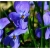 nasiona Fiołek rogaty niebieski szt.10 Flxx6