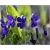 nasiona Fiołek rogaty niebieski szt.10 Flxx6
