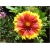 nasiona Gailardia oścista szt.10 Flxx115