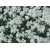 nasiona Gęsiówka biała szt.10 Flxx97