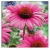 nasiona Jeżówka purpurowa rudbekia szt.10 Flxx93
