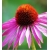 nasiona Jeżówka purpurowa rudbekia szt.10 Flxx93