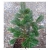 nasiona Jodła Frasera szt.5 Flxx27