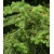 nasiona Jodła grecka szt.5 Flxx22