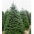 nasiona Jodła kaukaska szt.5 Flxx17