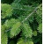 nasiona Jodła kaukaska Arkhyz szt.5 Flxx34