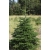 nasiona Jodła kaukaska Arkhyz szt.5 Flxx34