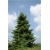 nasiona Jodła Lowna szt.5 Flxx25