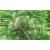 nasiona Jodła mandżurska szt.5 Flxx19